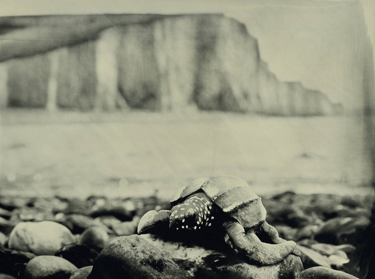 Leatherback Sea Turtle Seven Sisters United Kingdom